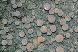 Ochrolechia yasudae