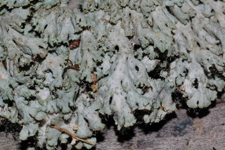 Heterodermia crocea