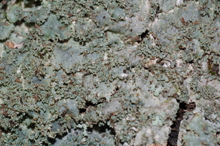 Punctelia appalachensis