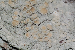 Ochrolechia pseudopallescens