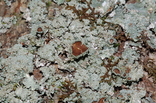 Punctelia missouriensis