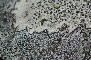 Buellia mamillana, uppermost lichen
