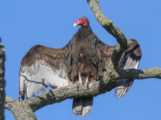 Cathartes aura, Turkey Vulture