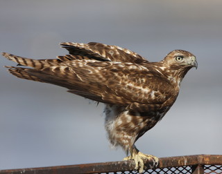 Buteo jamaicensis, Red-tailed Hawk