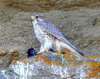 Falco mexicanus, Prairie Falcon