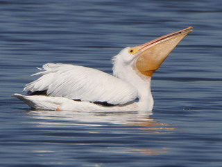 Pelecanus erythrorhynchos, American White Pelican