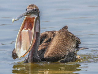 Pelecanus occidentalis, Brown Pelican
