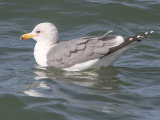 Larus californicus, California Gull
