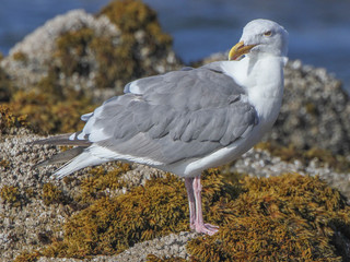 Larus occidentalis, Western Gull