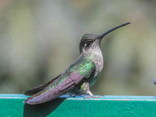 Spisak ptica za čije držanje i uzgoje je potrebna dozvola ministarstva Eugenes_fulgens,Magnificent_Hummingbird,I_LHT1041