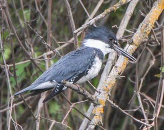 Megaceryle alcyon, Belted kingfisher