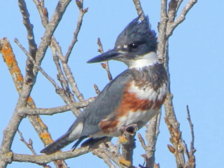 Megaceryle alcyon, Belted kingfisher