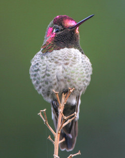 Calypte anna, Annas Hummingbird