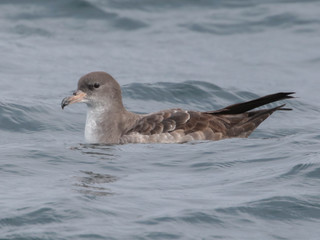 Puffinus creatopus, Pink-footed Shearwater