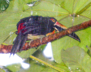 Pteroglossus torquatus, Collared Aracari
