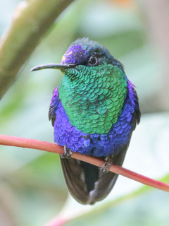 Thalurania colombica, Violet-crowned Woodnymph