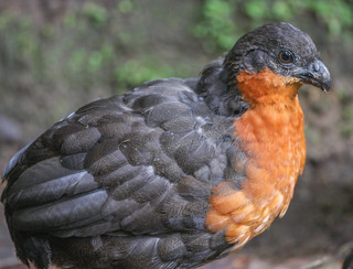 Odontophorus melanonotus, Dark-backed Wood-quail