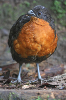 Odontophorus melanonotus, Dark-backed Wood-quail
