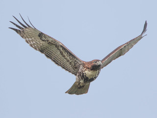 Buteo jamaicensis, Red-tailed Hawk