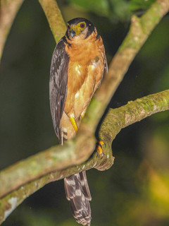 Micrastur semitorquatus, Collared Forest-Falcon