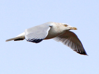 Larus argentatus, Herring Gull