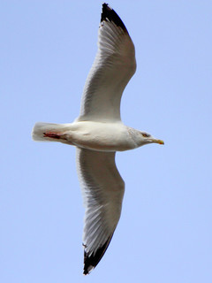 Larus argentatus, Herring gull