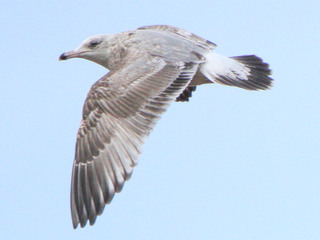 Larus argentatus, Herring gull