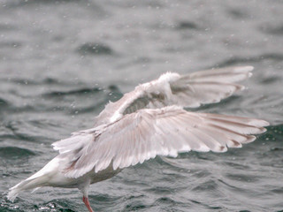 Larus glaucoides, Iceland Gull