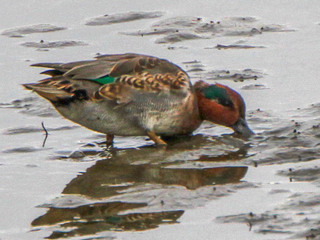 Anas crecca, Green-winged Teal