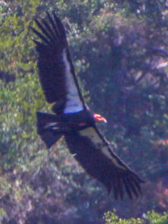 Gymnogyps californianus, California Condor