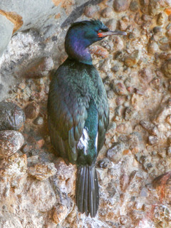 Phalacrocorax pelagicus, Pelagic Cormorant