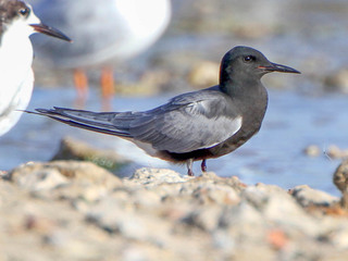 Chlidonias niger, Black Tern