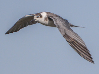 Chlidonias niger, Black Tern