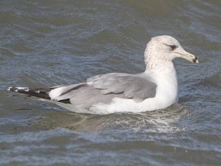 Larus californicus, California Gull
