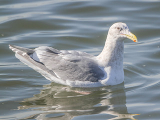 Larus glaucescens, Glaucous-winged Gull