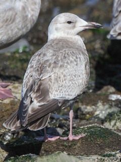 Larus occidentalis, Western Gull