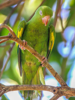 Brotogeris chiriri, Yellow-chevroned Parakeet