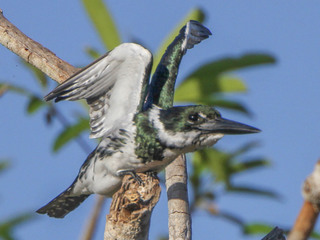 Chloroceryle amazona, Amazon Kingfisher