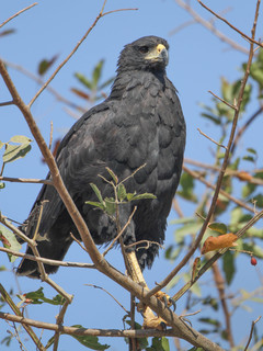 Buteogallus urubitinga, Great Black-Hawk