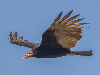 Cathartes burrovianus, Lesser Yellow-headed Vulture