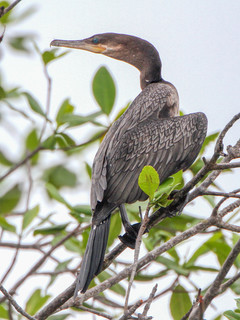 Phalacrocorax brasilianus, Neotropic Cormorant