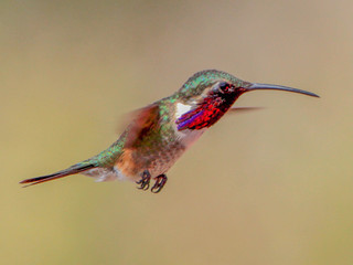 Calothorax lucifer, Lucifer Hummingbird
