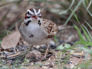 Chondestes grammacus, Lark Sparrow