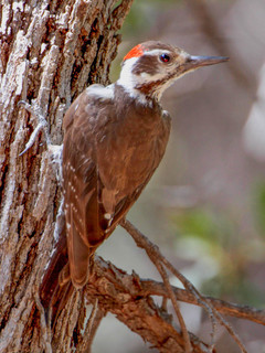 Picoides arizonae, Arizona Woodpecker