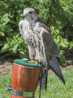Falco biarmicus, Lanner Falcon