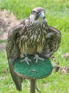 Falco cherrug, Saker Falcon