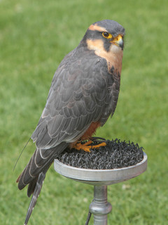 Falco femoralis, Aplomado Falcon