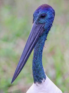 Ephippiorhynchus asiaticus, Black-necked Stork