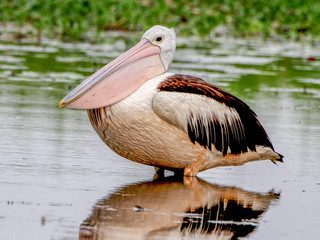 Pelecanus conspicillatus, Australian Pelican