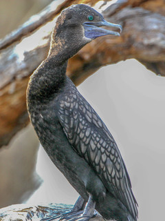 Phalacrocorax sulcirostris, Little Black Cormorant